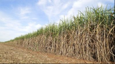 Moagem de cana cai quase 5%, mas etanol segue em alta